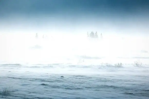 Snowstorm in tundra landscape with trees.  low visibility conditions due to a snow storm in  tundra  foreground in Canada  at winter time