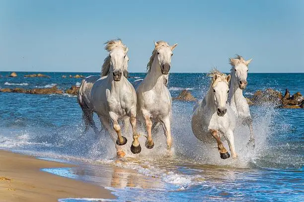 Herd of White Camargue Horses fast running through water in sunset light. Parc Regional de Camargue - Provence, France