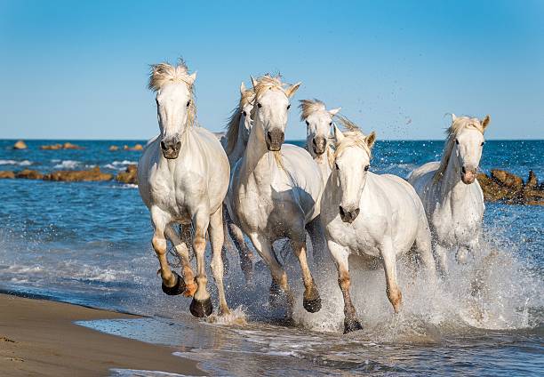 istock Herd of White Camargue Horses 502778352