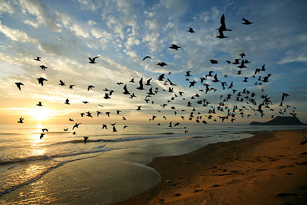 istock Bird over sea on Morning time 502778620