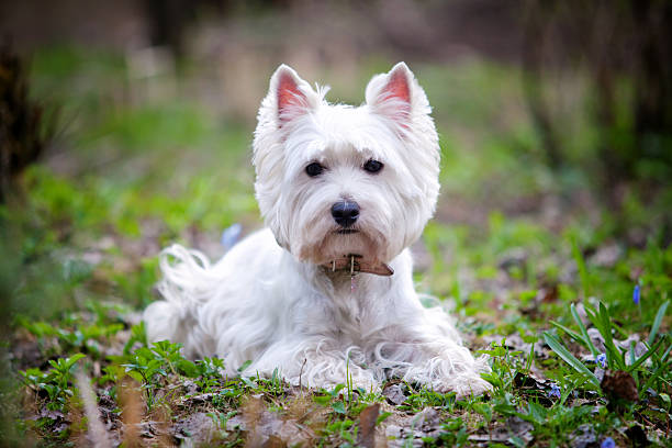 Westie West highland white terrier in the garden west highland white terrier stock pictures, royalty-free photos & images