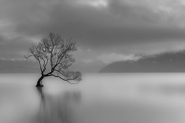 lone tree, lago wanaka, nueva zelanda (blanco y negro - soledad fotos fotografías e imágenes de stock