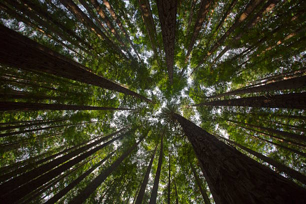 istock Redwood Pine Forest Trees Wide Angle Looking Up 502780364