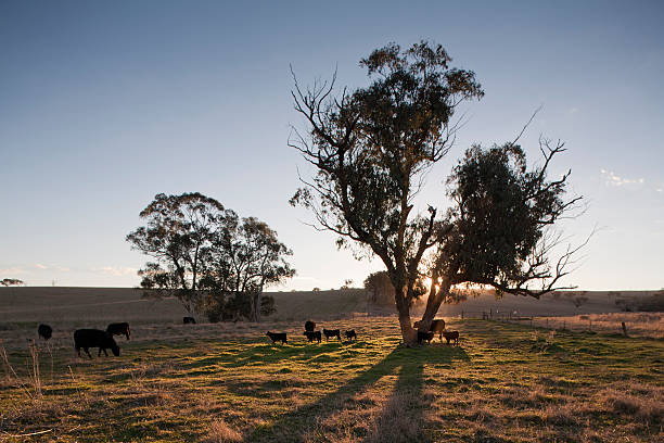 l'élevage de bétail australie - back lite photos et images de collection