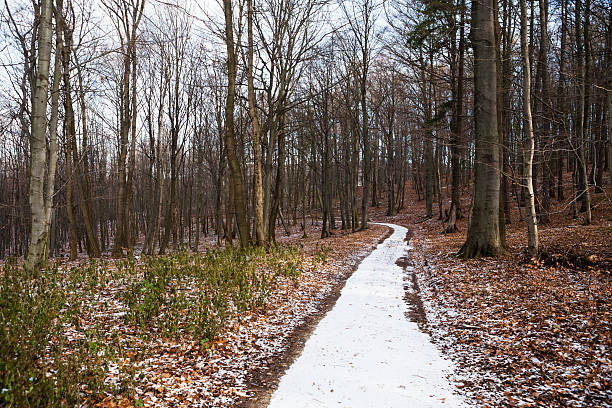 istock Footpath in deciduous winter wood 502782194