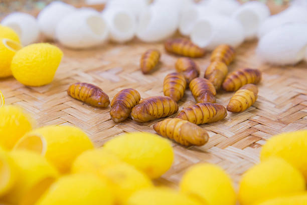 istock Silkworms nest in bamboo basket and use for silk fabric 502782384