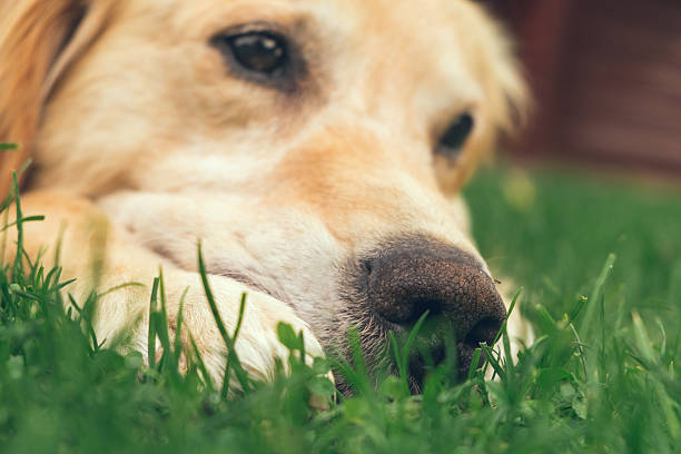 istock Golden retriever lying on the ground 502783124