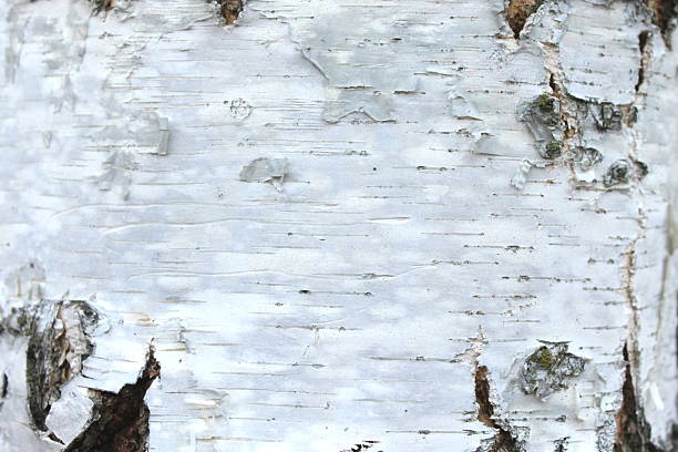 istock closeup of birch bark texture, natural background paper 502784106
