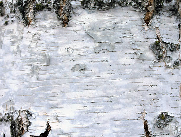 istock closeup of birch bark texture, natural background paper 502784182