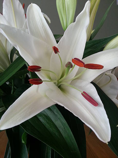 istock White Lily flower close up 502784439