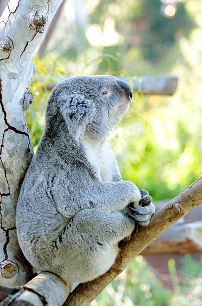 koala - stuffed animal toy koala australia foto e immagini stock