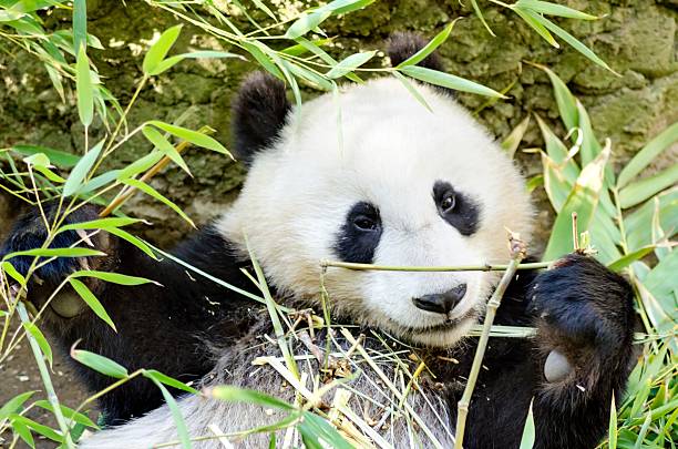 パンダ - panda giant panda china eating ストックフォトと画像