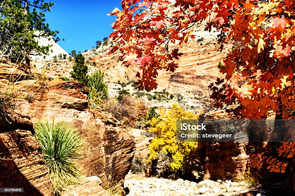 Árvores de outono no Parque Nacional de Zion, Utah - Foto de stock de Bordo-pseudoplátano royalty-free