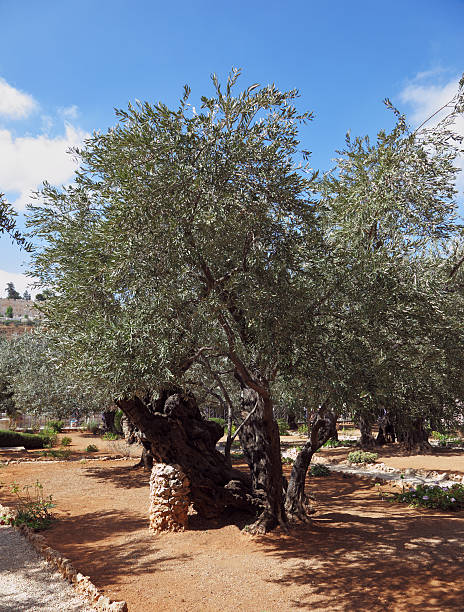 istock Thousand-year olive trees  in garden 502785184