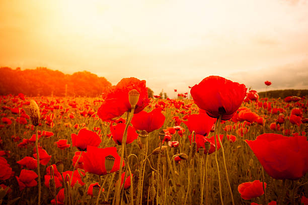 istock Field with red poppies against the sunset sky 502785285