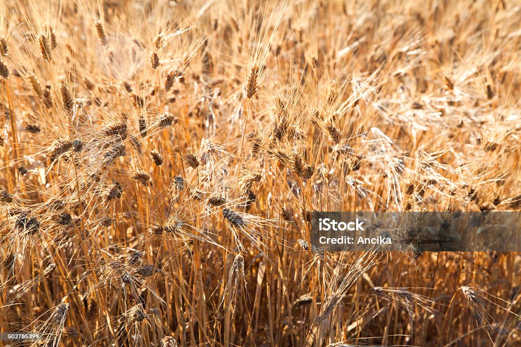 fields of gold Tuscany, Italy - Landscape Agricultural Field Stock Photo