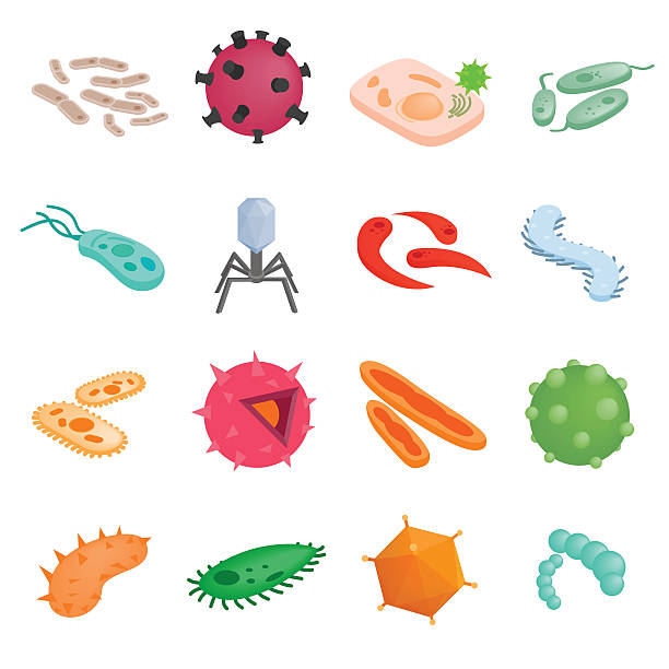 Protozoa isometric 3d illustrations Protozoa isometric 3d illustrations. Color various microbes on a white background ciliophora stock illustrations