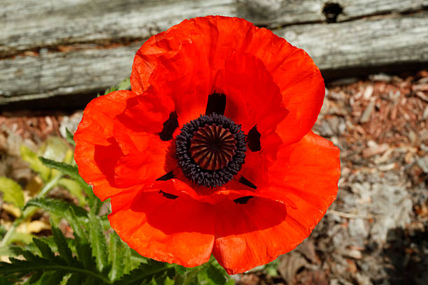 мака и семена - field poppy single flower flower стоковые фото и изображения