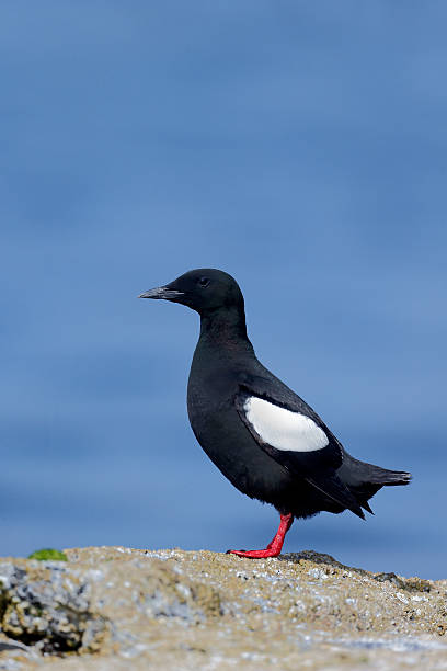 istock Black guillemot, Cepphus grylle 502786307