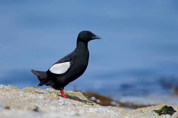 istock Black guillemot, Cepphus grylle 502786309