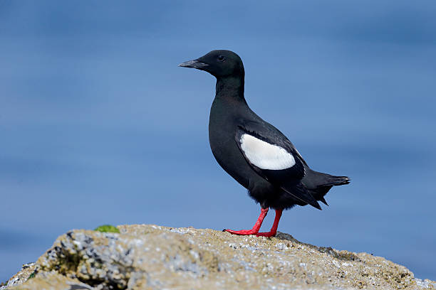 istock Black guillemot, Cepphus grylle 502786319
