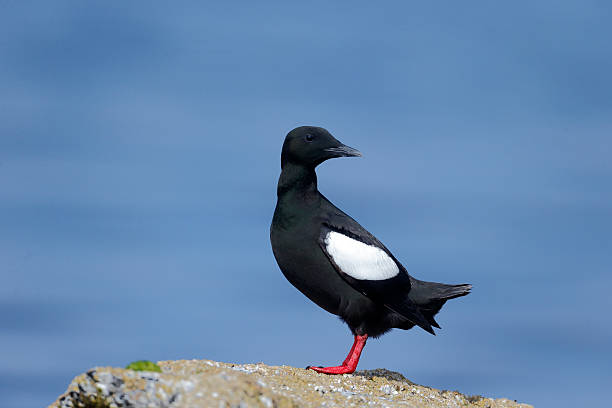 istock Black guillemot, Cepphus grylle 502786323