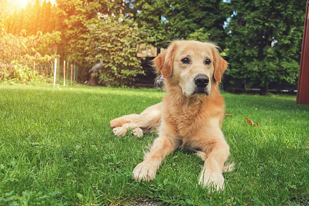 istock Golden retriever lying on the ground 502786346