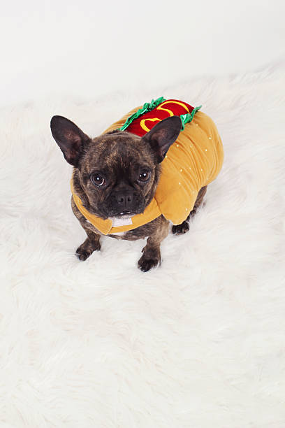 hotdog hund - wearing hot dog costume stock-fotos und bilder