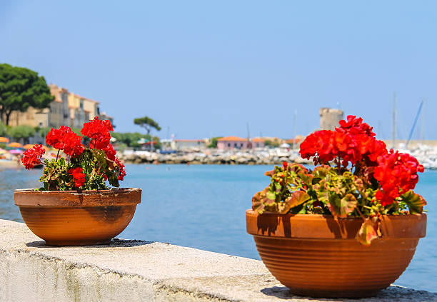 istock Decortive pots with flowers on the waterfront on Elba Island. 502787166