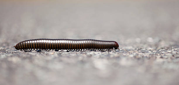 Millipede Millipede crossing the road in the West Coast National Park, Langebaan giant african millipede stock pictures, royalty-free photos & images