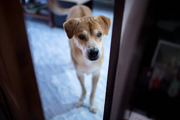 istock The cute dog with feeling doubt 502787705