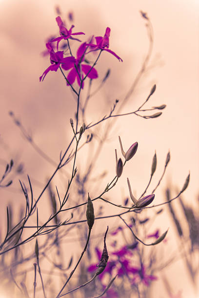 Aurora dawn with wild flowers in violet misty colour stock photo