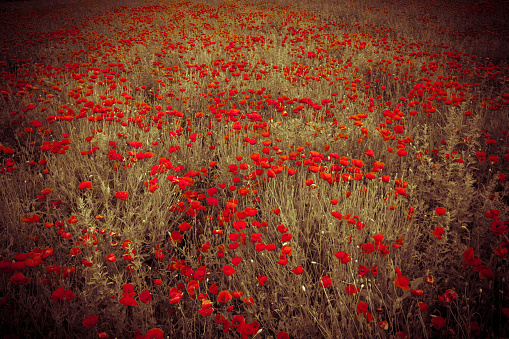 Illuminated red poppy flower field with wheat coloured under smooth sunlight