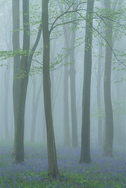 Spring in a Hampshire Bluebell Wood stock photo
