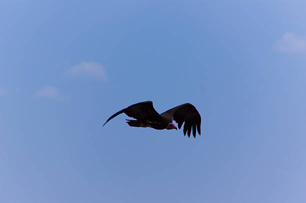 Pássaro-africano - fotografia de stock