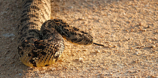 Puff-adder, Bitis arietans, rearing up Early morning game drive in the West Coast National Park near Langebaan produced this beautiful Puff-adder rearing up for action puff adder bitis arietans stock pictures, royalty-free photos & images
