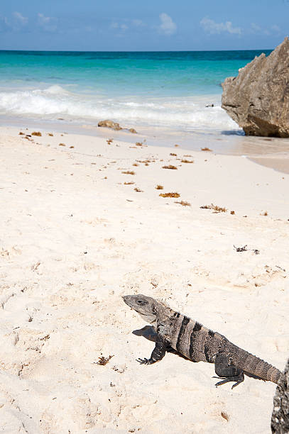 istock iguana in a tropical beach 502788699