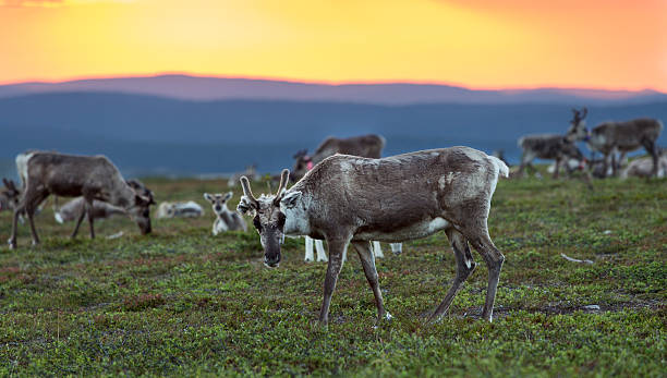 Reindeers in Lapland Reindeer flock photogarphed at the midnight in Northern Finland midnight sun stock pictures, royalty-free photos & images