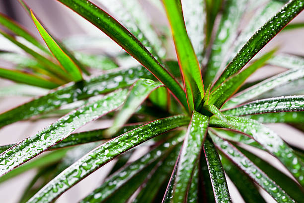 dracena marginata stock photo