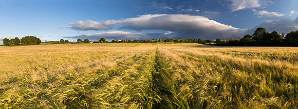 kilcrea - malt sky grass field 뉴스 사진 이미지