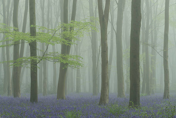 Early Morning Mist in a Bluebell Wood stock photo