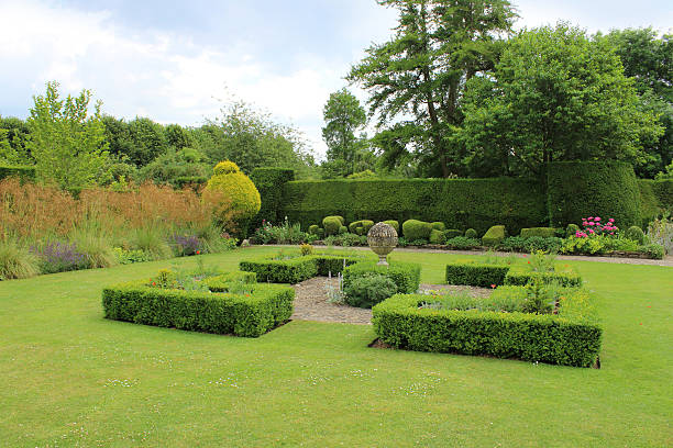 Image of landscaped knot garden with geometric clipped box hedging Photo showing a spreading lawn with a centerpiece knot garden, with clipped box / boxwood hedging (buxus sempervirens), pruned to form four crisp, symmetrical geometric shapes with right-angle corners.  A summer flower border, yew hedge, topiary golden yew trees and larger specimen trees form a backdrop to the garden. knot garden stock pictures, royalty-free photos & images