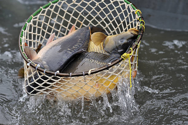 istock Harvest of carps 502789270