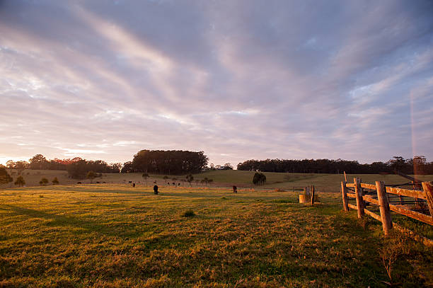 This wide rural landscape captures a gravel road stretching peacefully through vibrant farmland, where wildflowers add bursts of yellow and purple to the green fields in the early morning light