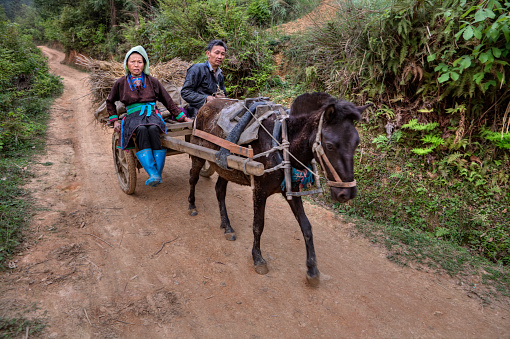 Senior couple feeding donkeys and enjoying on their ranch.