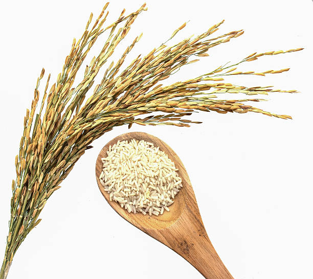 istock Paddy rice and wood spoon on white background 502790014