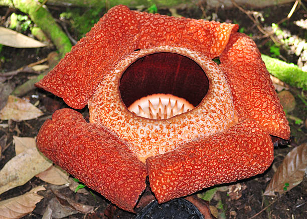 istock Close up of Rafflesia keithii 502790081