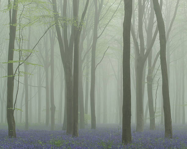 Mysterious Woodland in the Mist stock photo