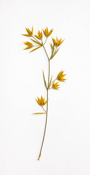 Dried Flower on Textured Paper