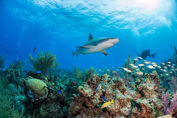 Scuba diving with caribbean reef sharks